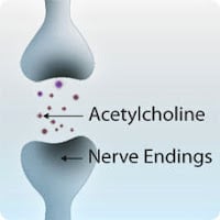 Acetylcholine at nerve endings.