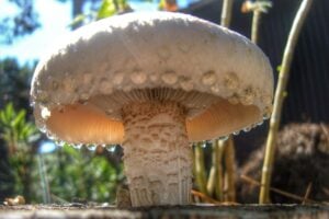 Mushroom