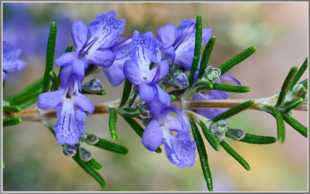 Rosemary Flowers