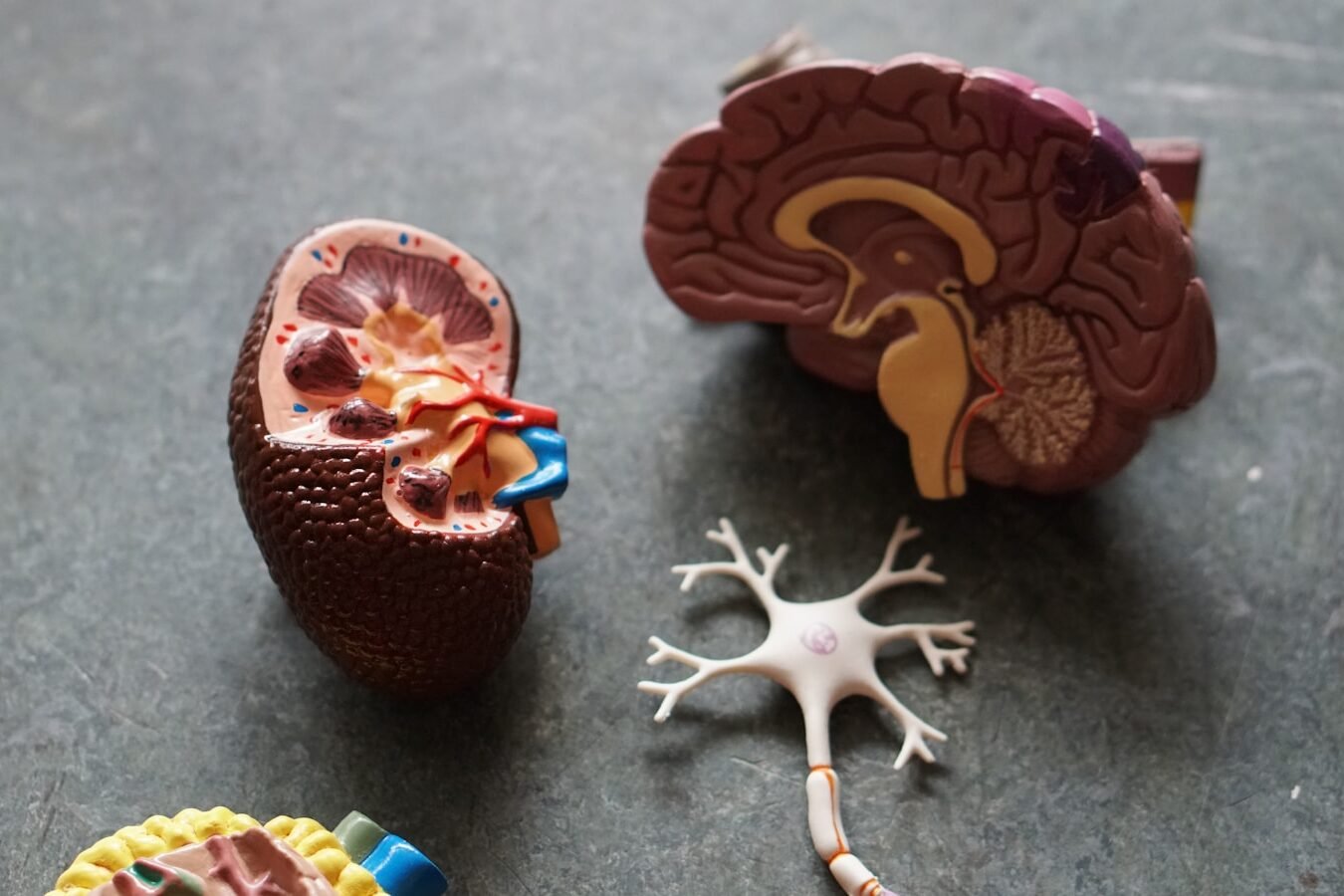 brown human organs learning equipment