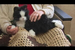 Robotic Pet in lap of dementia resident