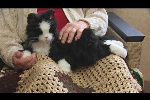 Robotic Pet in lap of dementia resident
